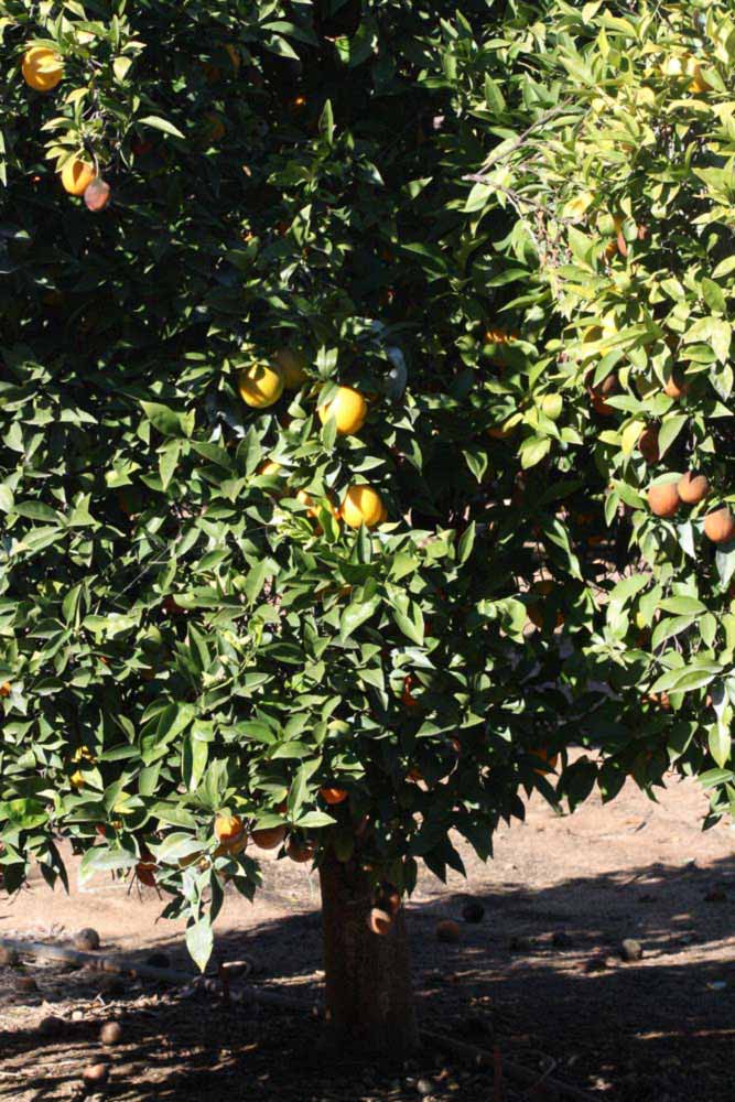              Habit (Riverside, CA)       